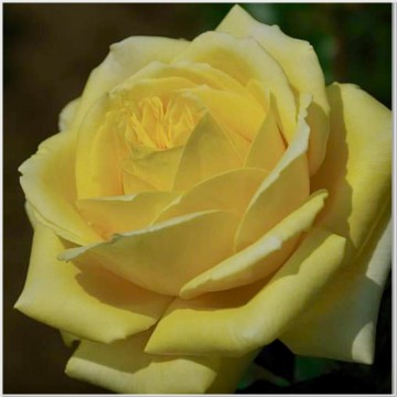 Rosa diamonds forever parfum de nature foto lakei rozen 1