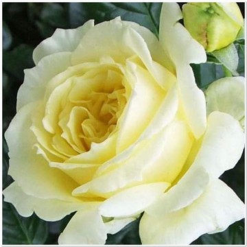 Rosa elfe klimroos 1