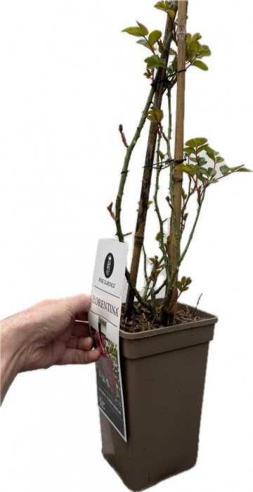 Rosa florentina klimroos 2