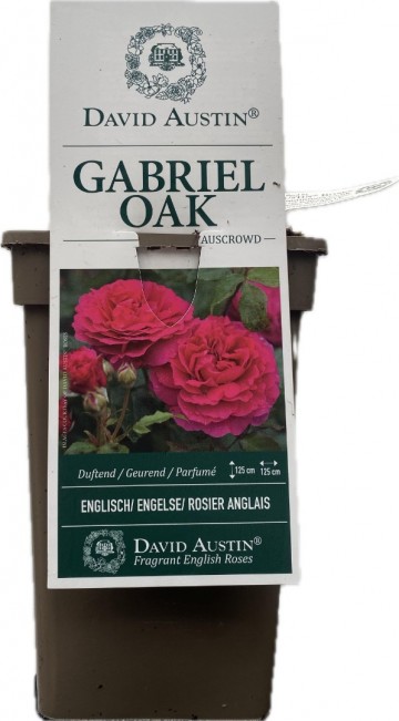 Rosa gabriel oak david austin 1