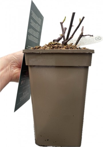 Rosa gabriel oak david austin 2