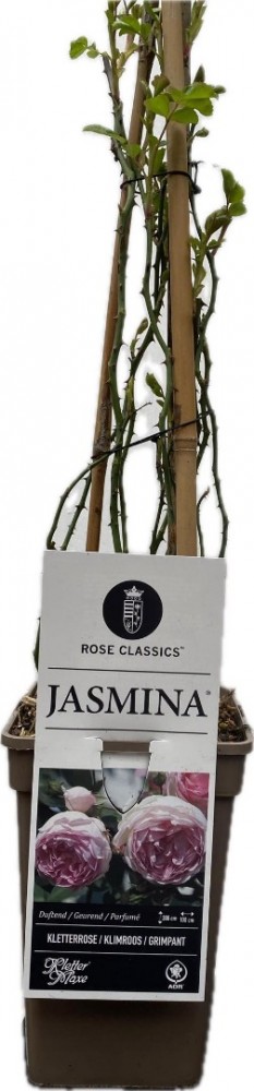 Rosa jasmina klimroos 2