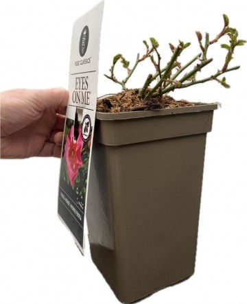 Rosa persica eyes on me 2