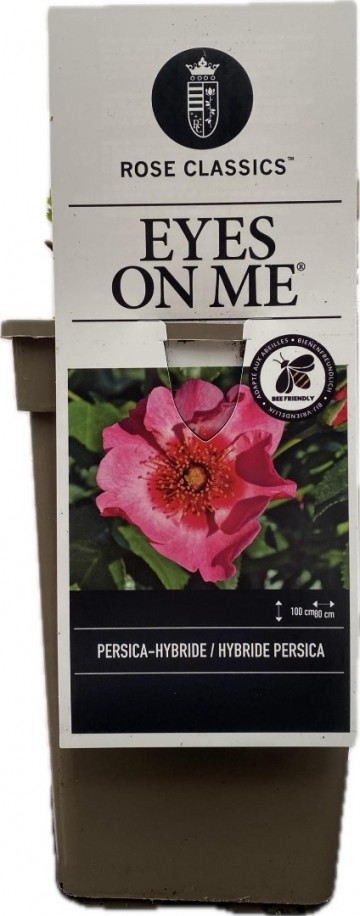 Rosa persica eyes on me 3