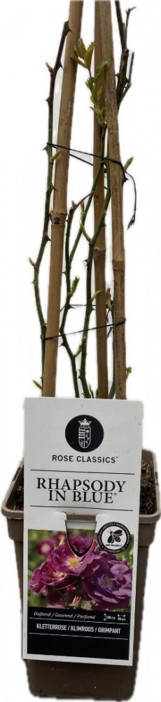 Rosa rhapsody in blue klimroos 2