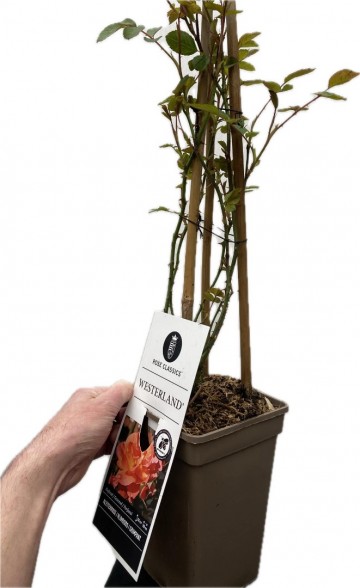 Rosa westerland klimroos 3