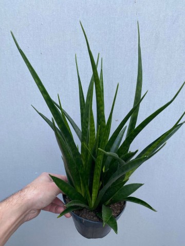 Sansevieria kirkii friends 3