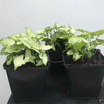 Syngonium white butterfly matthijs hazeleger water lilies and special plants nelumbogarden water lilies and rare exotic plants 5