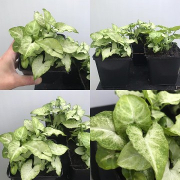 Syngonium white butterfly matthijs hazeleger water lilies and special plants nelumbogarden water lilies and rare exotic plants 6