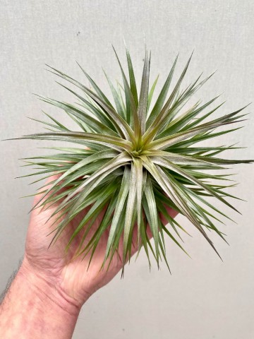 Tillandsia aeranthos nigra 1