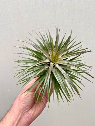 Tillandsia aeranthos nigra 2