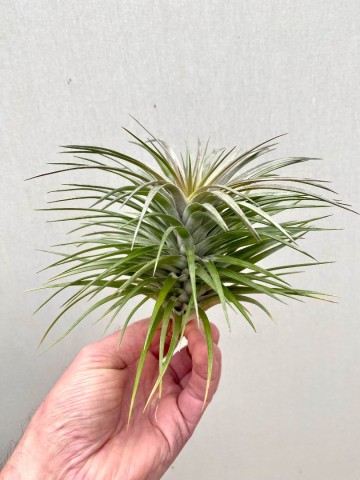 Tillandsia aeranthos nigra 3