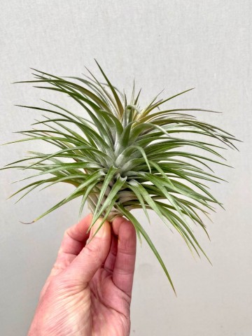 Tillandsia aeranthos nigra 4