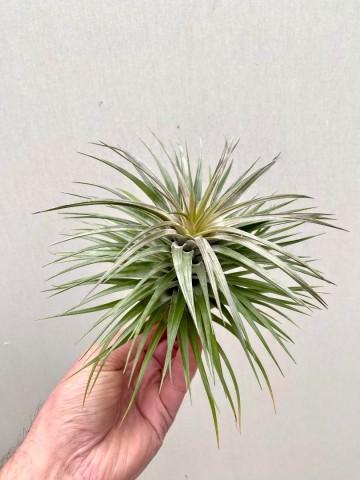Tillandsia aeranthos nigra 5