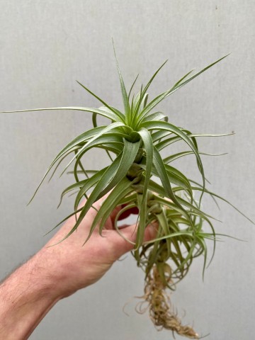 Tillandsia aeranthos xxl 1