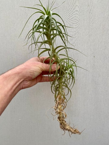 Tillandsia aeranthos xxl 2