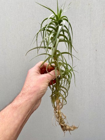 Tillandsia aeranthos xxl 3