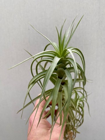 Tillandsia aeranthos xxl 4