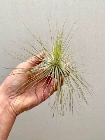 Tillandsia andreana 1