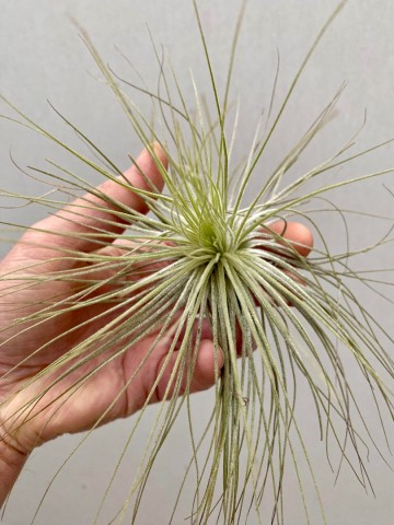Tillandsia andreana 2