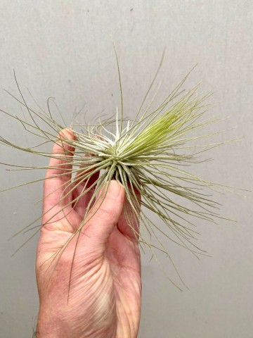 Tillandsia andreana 3