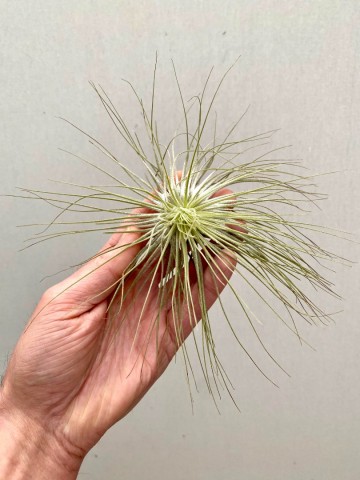 Tillandsia andreana 4