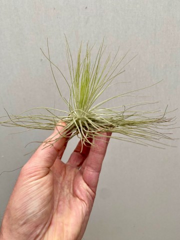 Tillandsia andreana 5