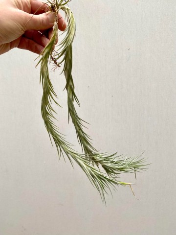Tillandsia araujei 2