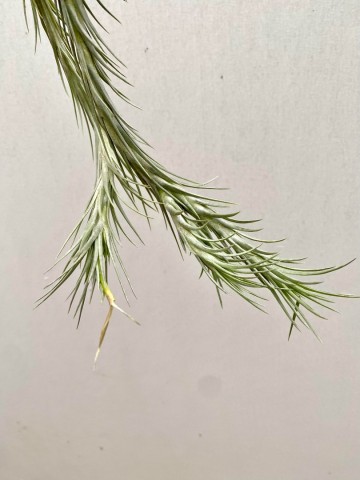 Tillandsia araujei 3