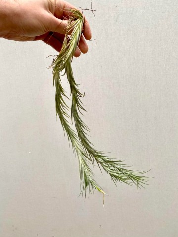 Tillandsia araujei 4