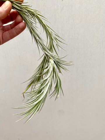 Tillandsia araujei 5