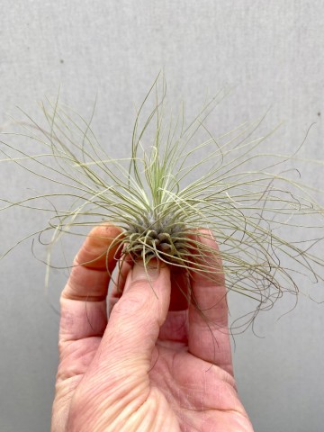 Tillandsia argentea 4