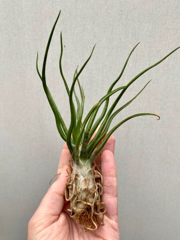 Tillandsia bulbosa xl 1