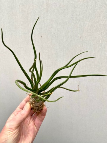 Tillandsia bulbosa xl 2