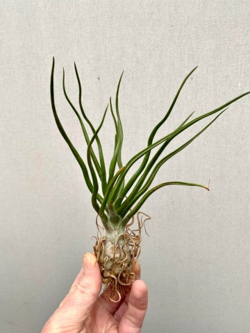 Tillandsia bulbosa xl 3