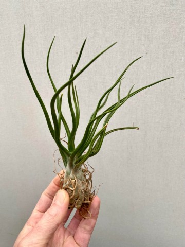 Tillandsia bulbosa xl 4