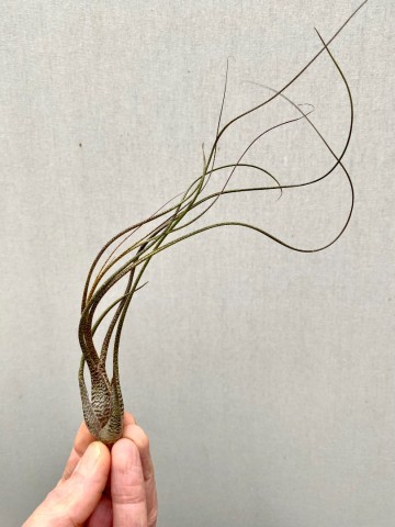 Tillandsia butzii 1