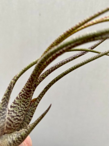 Tillandsia butzii 4