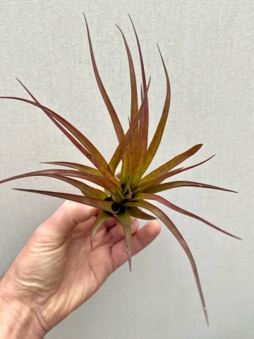 Tillandsia capitata peach red 1