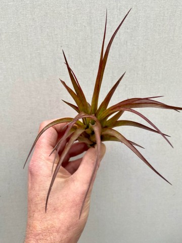 Tillandsia capitata peach red 2