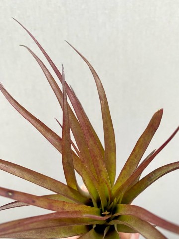 Tillandsia capitata peach red 3