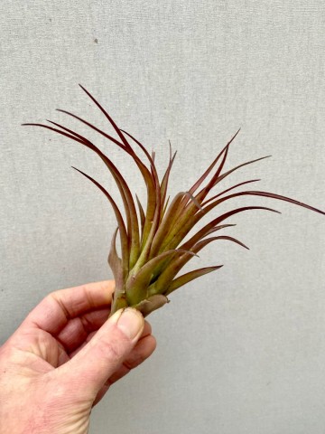 Tillandsia capitata peach red 5