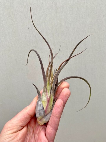Tillandsia caput medusae 1