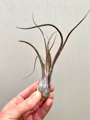 Tillandsia caput medusae 2