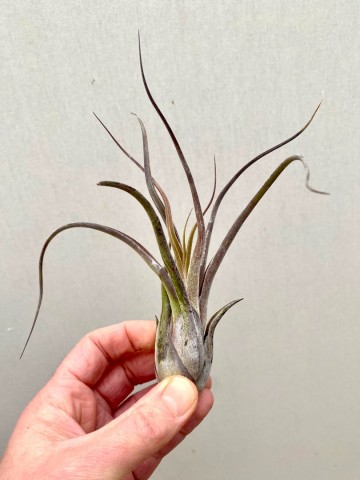 Tillandsia caput medusae 3