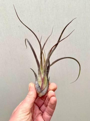 Tillandsia caput medusae 4