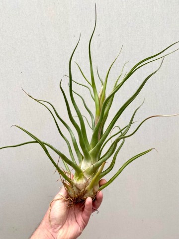 Tillandsia caput medusae xxl showplant 1