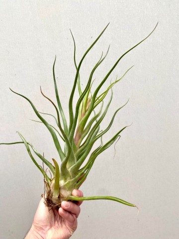 Tillandsia caput medusae xxl showplant 2