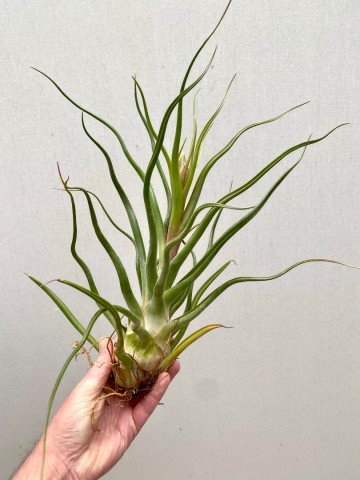 Tillandsia caput medusae xxl showplant 3