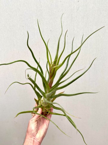 Tillandsia caput medusae xxl showplant 5